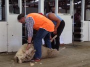Shear joy in Bombala on Australia Day